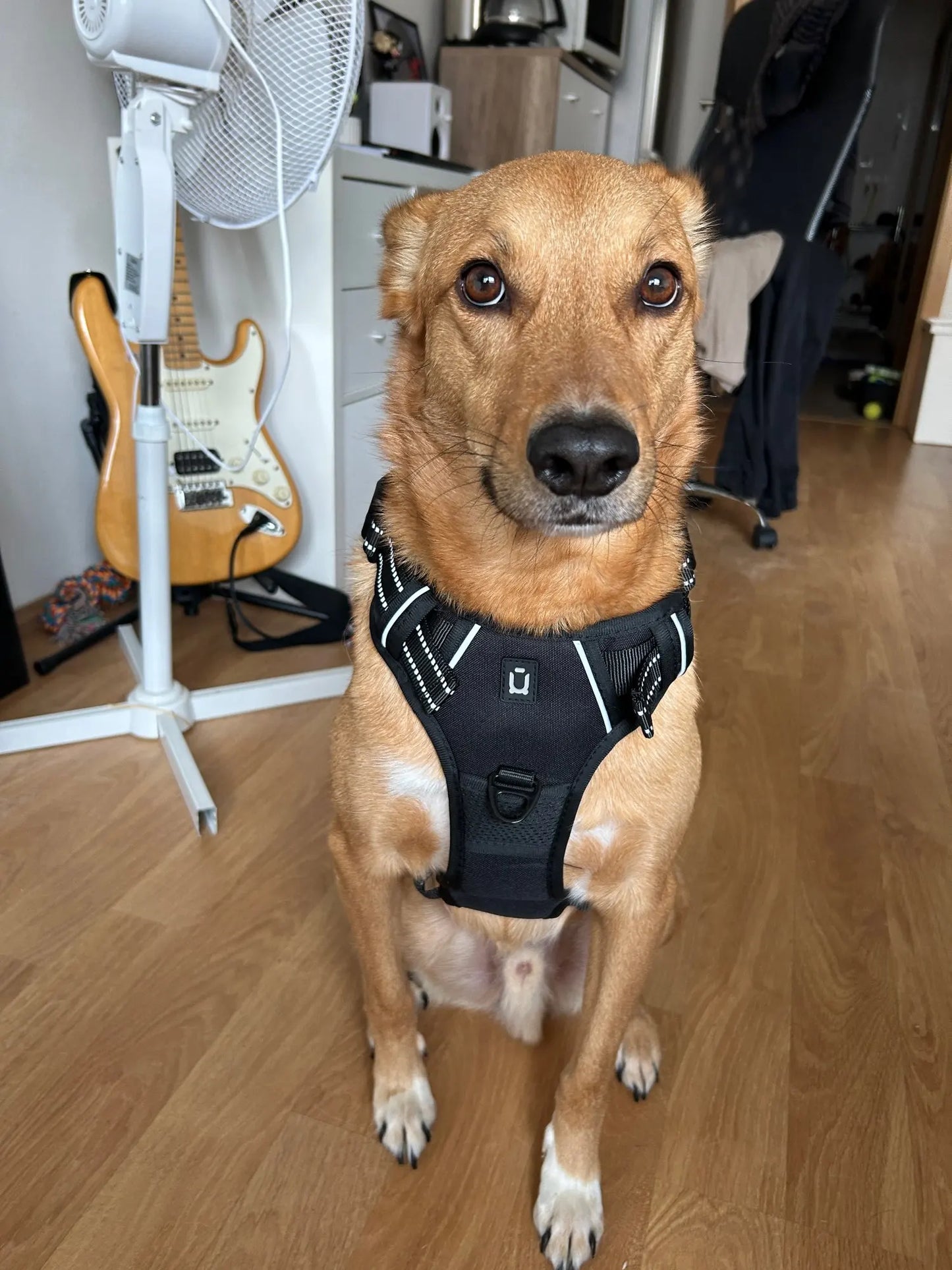 Sofur™ Dog Harness