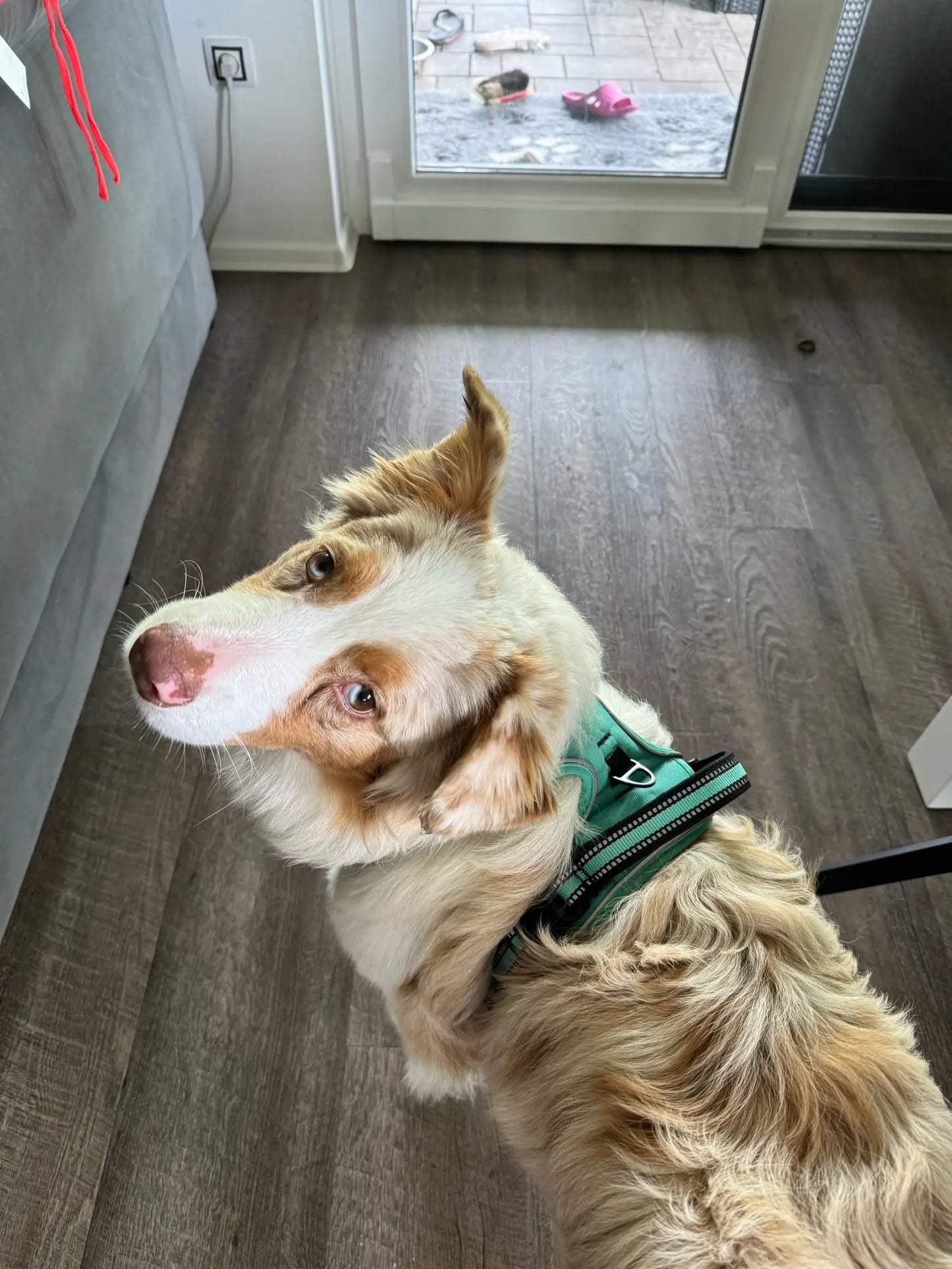 Sofur™ Dog Harness